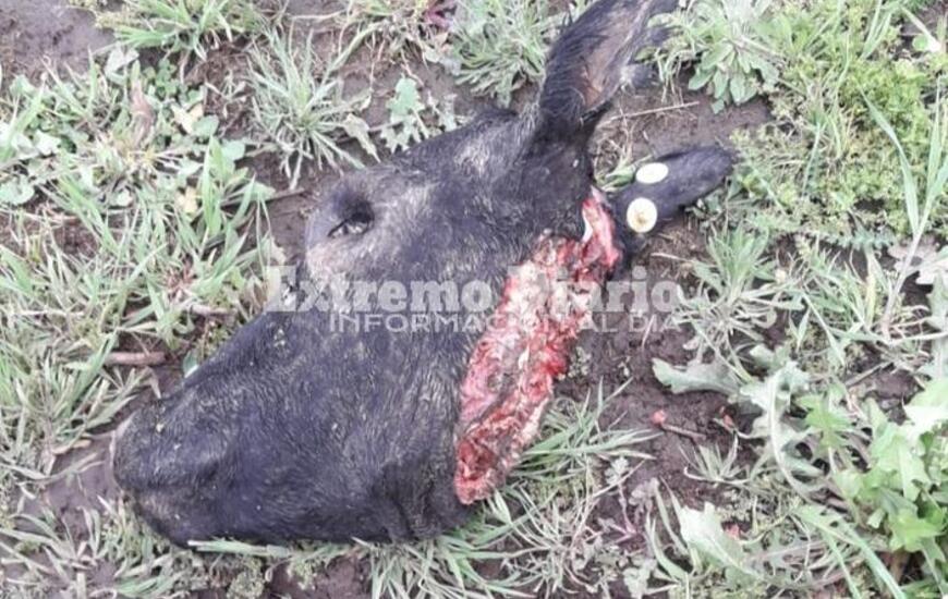 Imagen de Le mataron y robaron dos animales