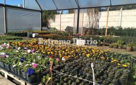 Imagen de 21 de septiembre: Entrega de plantines y semillas