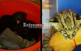 Los animales de pocos d&iacute;as de vida fueron rescatados por Polic&iacute;a Ecol&oacute;gica