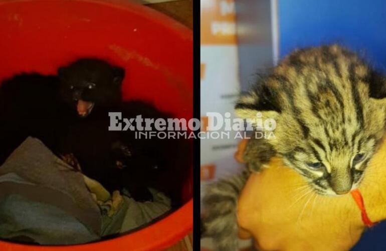 Los animales de pocos días de vida fueron rescatados por Policía Ecológica