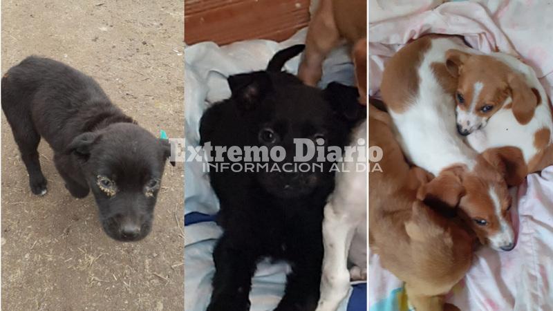 Proteccionistas se ocupan de los animales rescatados