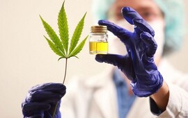 El primer lote de cannabis medicinal es presentado en la provincia. (LIF)