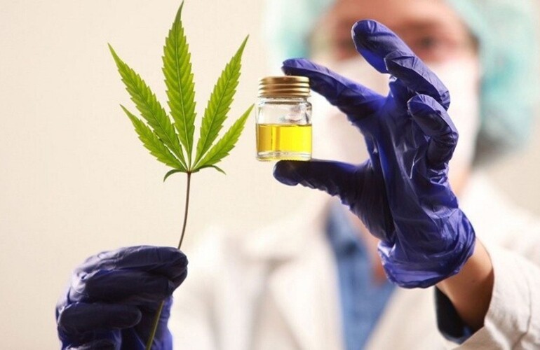El primer lote de cannabis medicinal es presentado en la provincia. (LIF)