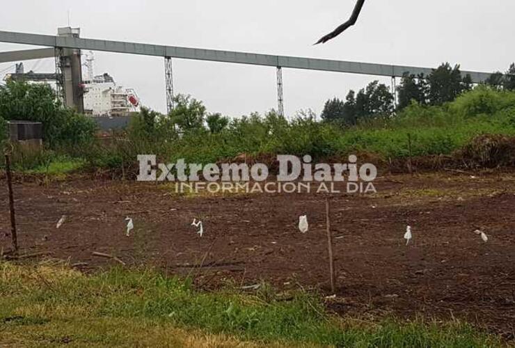 Los terrenos se venderían a cien mil pesos