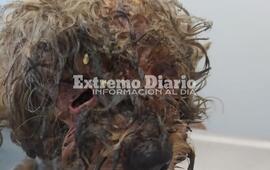 La denuncia fue radicada en al Subcria 11&deg;. El perrito est&aacute; al cuidado de un veterinario.
