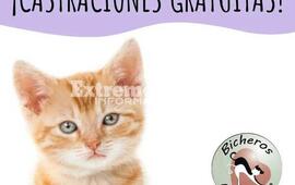 Imagen de Nueva jornada de castraciones gratuitas