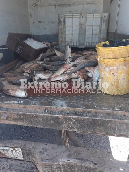 Imagen de Secuestraron 250 kilos de pescado por infracci&oacute;n a la ley de veda pesquera