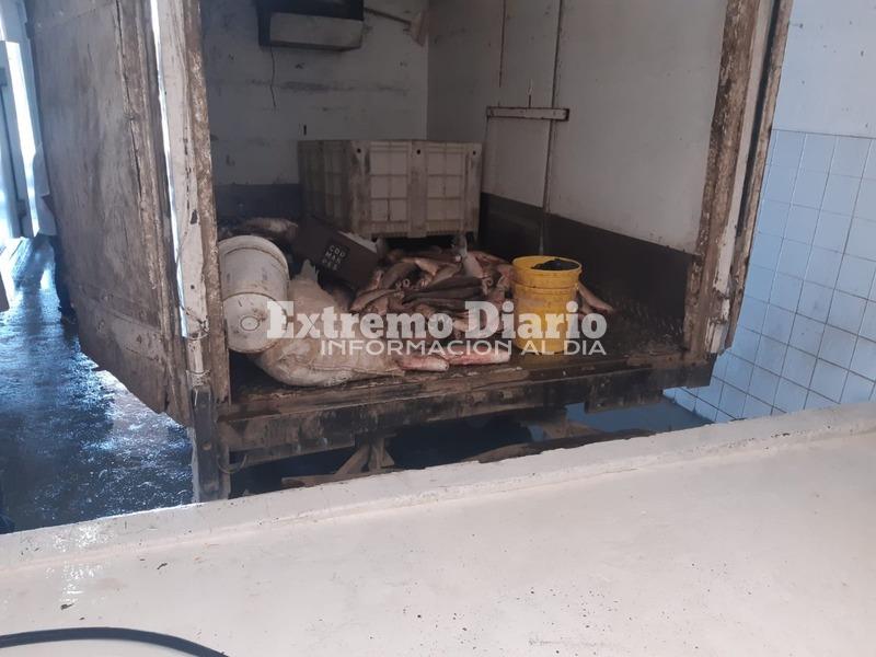 Imagen de Secuestraron 250 kilos de pescado por infracci&oacute;n a la ley de veda pesquera