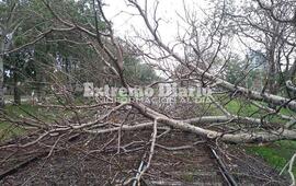 Imagen de Cay&oacute; &aacute;rbol y qued&oacute; sobre el carril del tren