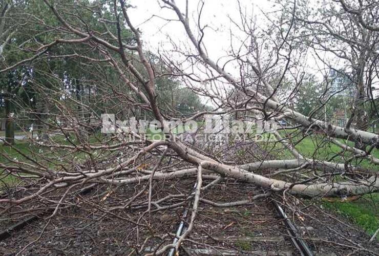 Imagen de Cayó árbol y quedó sobre el carril del tren