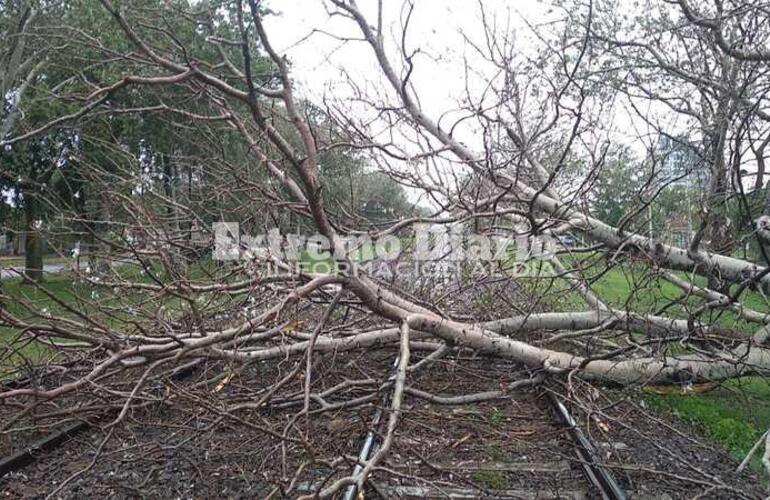 Imagen de Cayó árbol y quedó sobre el carril del tren