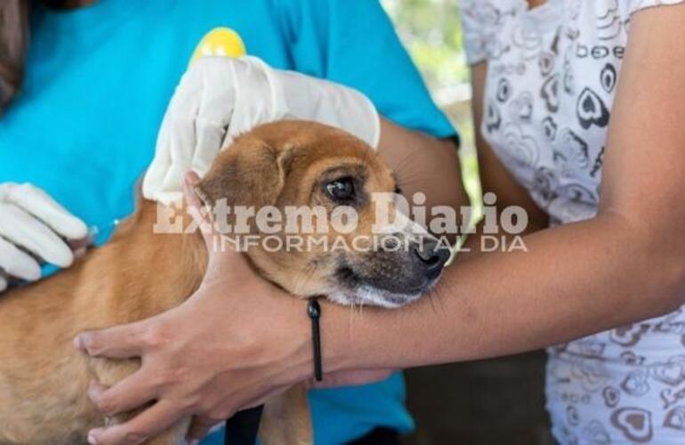 Imagen de Nueva jornada de castraciones gratuitas