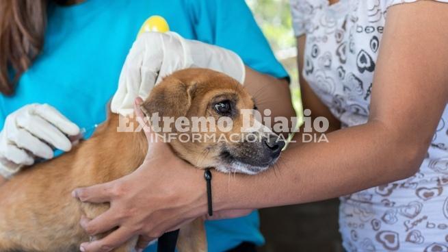 Imagen de Nueva jornada de castraciones gratuitas
