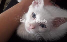 Imagen de Rifa a beneficio de "Albi", una gata a la que le deben realizar costosos estudios