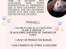 Imagen de Rifa a beneficio de "Albi", una gata a la que le deben realizar costosos estudios