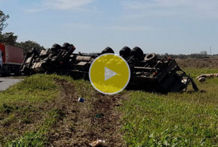 Imagen de Volcó camión con cerdos y los faenaron a la vera de la ruta