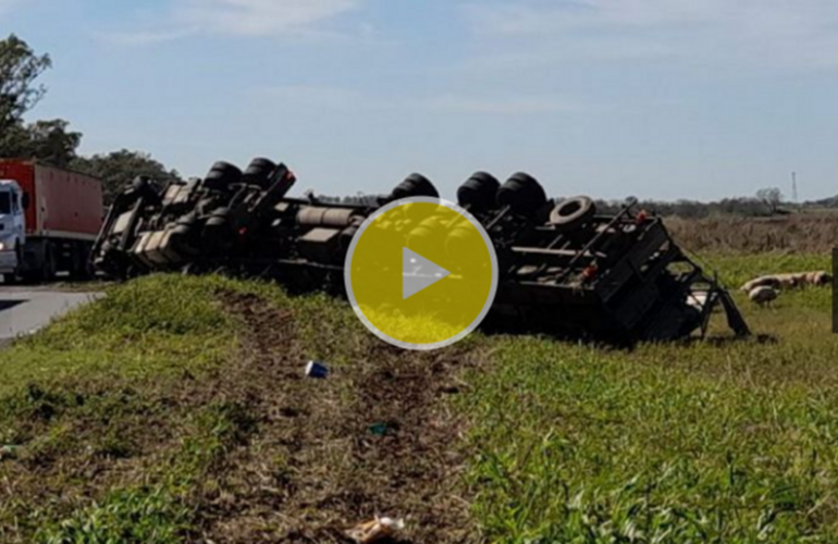 Imagen de Volcó camión con cerdos y los faenaron a la vera de la ruta