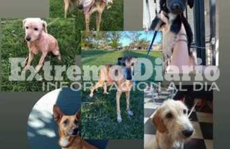 Imagen de Bicheros necesita ayuda para los animales rescatados