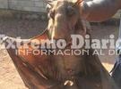 Imagen de Capturaron a un murciélago gigante en África