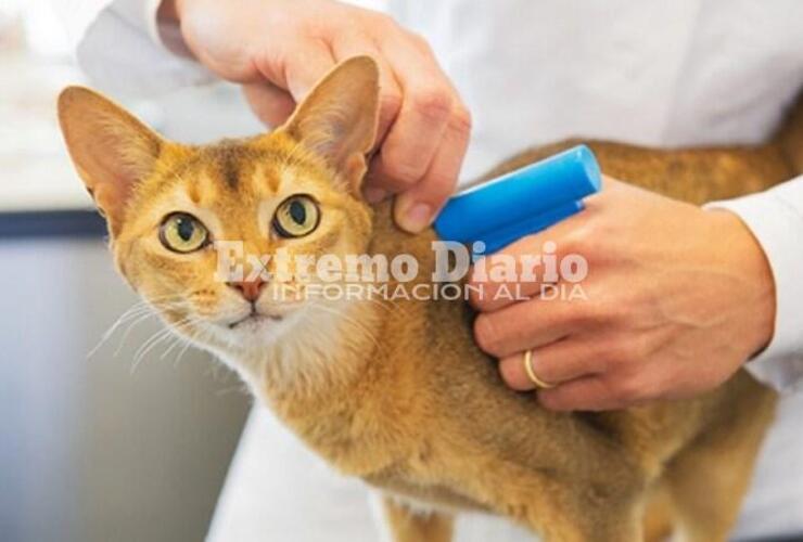 Imagen de Proponen colocar un microchip en perros y gatos en CABA para un cuidado responsable de las mascotas