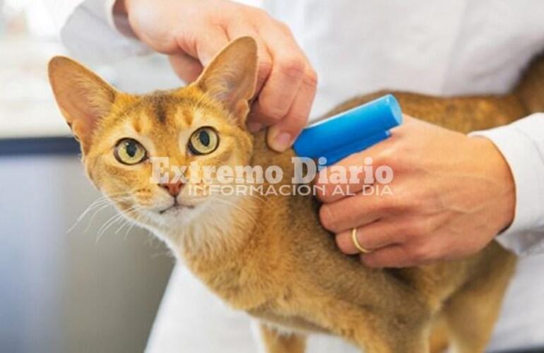 Imagen de Proponen colocar un microchip en perros y gatos en CABA para un cuidado responsable de las mascotas