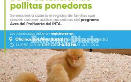 Imagen de Registro de familias para obtenci&oacute;n de pollitas ponedoras