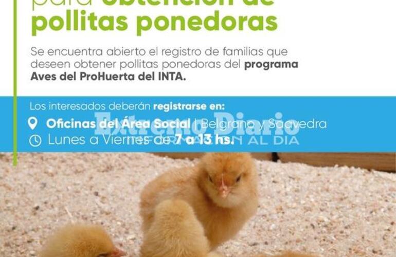 Imagen de Registro de familias para obtención de pollitas ponedoras