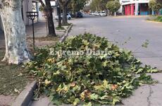 Imagen de La Municipalidad paró la poda que la Epe realizaba sobre calle Moreno