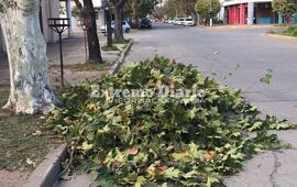 Imagen de La Municipalidad par&oacute; la poda que la Epe realizaba sobre calle Moreno