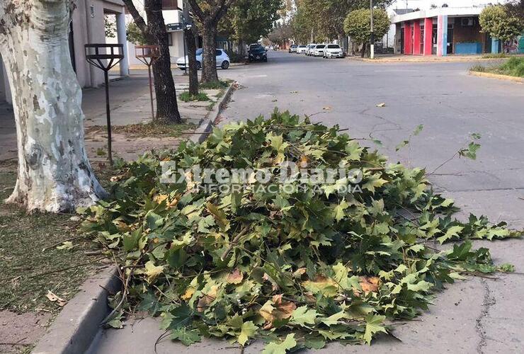 Imagen de La Municipalidad paró la poda que la Epe realizaba sobre calle Moreno