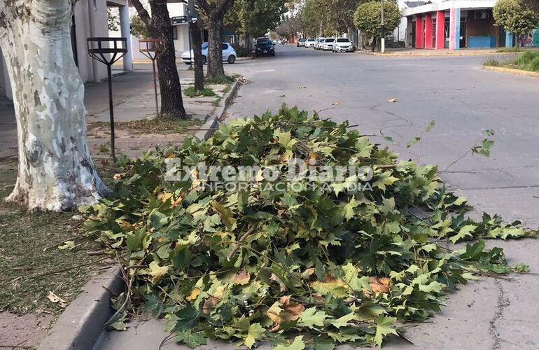 Imagen de La Municipalidad paró la poda que la Epe realizaba sobre calle Moreno