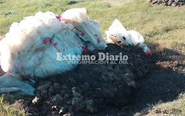 Imagen de Arrojaron restos de carne y v&iacute;sceras a metros del puente de autopista