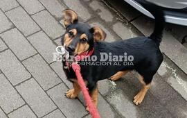 Imagen de Pusieron en cuarentena a "Coco", el perro que lleg&oacute; a Ezeiza sin vacunas ni certificados
