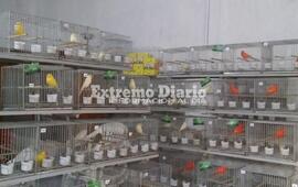 Imagen de Exposici&oacute;n de Canaricultura Roller en Arroyo Seco