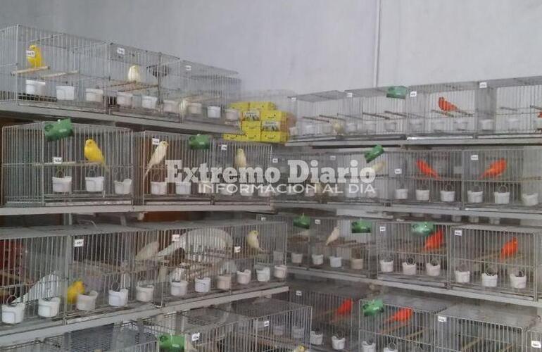 Imagen de Exposici&oacute;n de Canaricultura Roller en Arroyo Seco