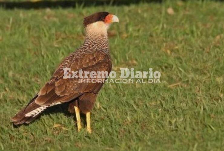 Imagen de La provincia interviene ante un posible caso de envenenamiento de fauna silvestre