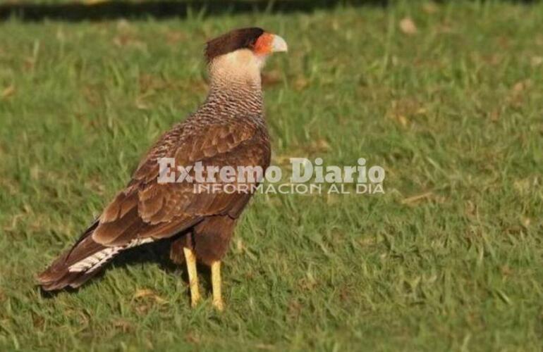 Imagen de La provincia interviene ante un posible caso de envenenamiento de fauna silvestre