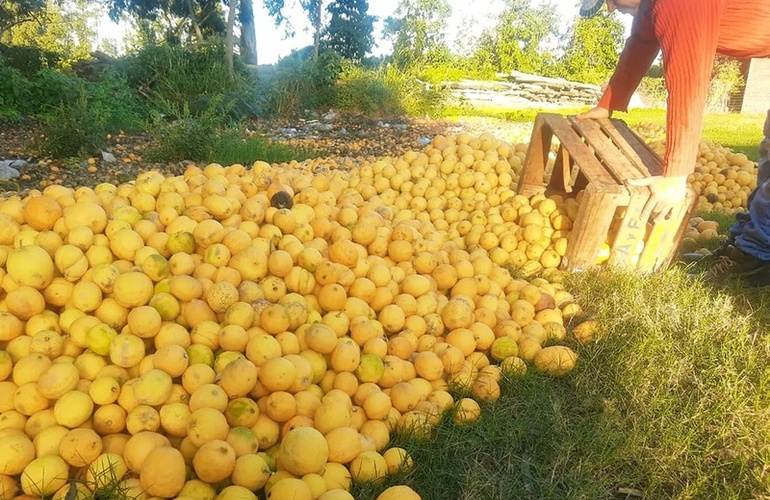 Imagen de Por la falta de gasoil, en Corrientes tiran los limones