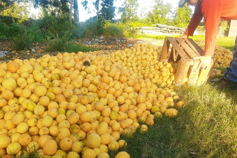 Imagen de Por la falta de gasoil, en Corrientes tiran los limones