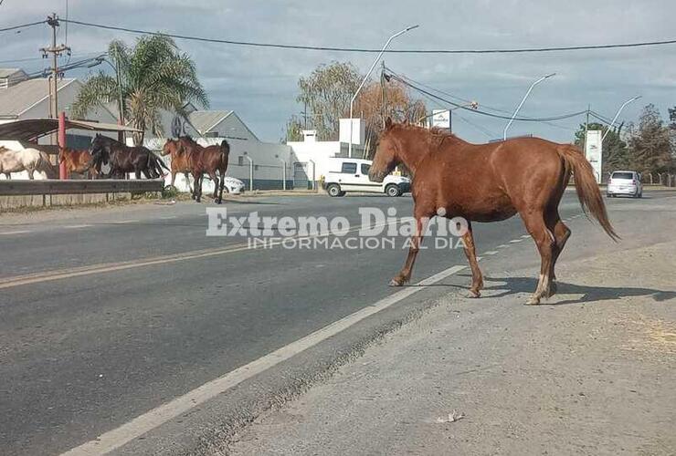 Imagen de Un peligro: Otra vez caballos sueltos en la ruta