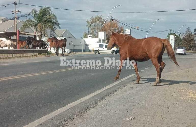 Imagen de Un peligro: Otra vez caballos sueltos en la ruta