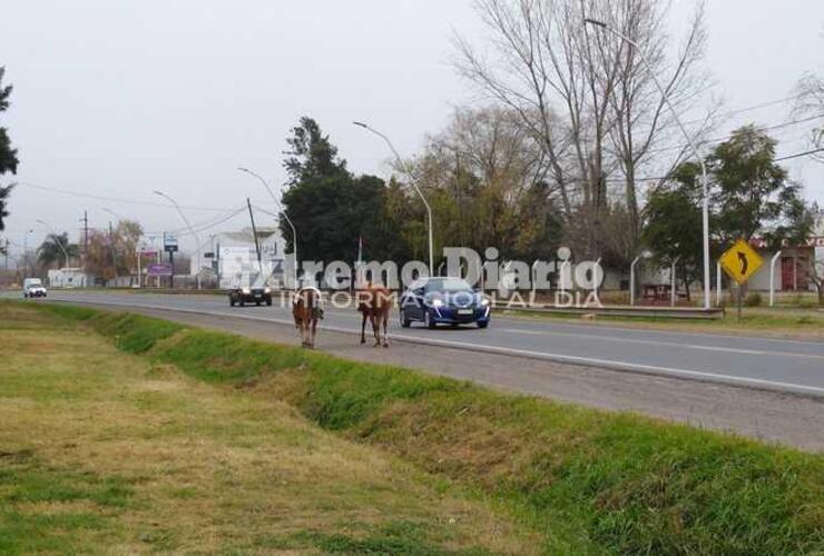 Imagen de Caballos sueltos sobre Ruta 21