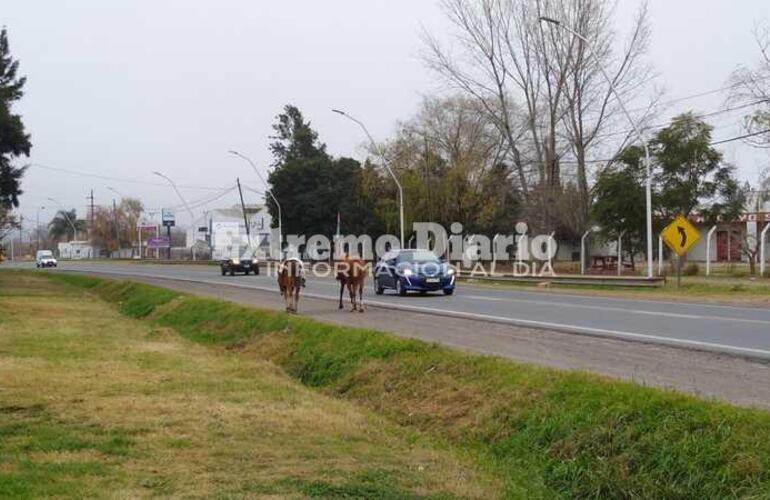 Imagen de Caballos sueltos sobre Ruta 21