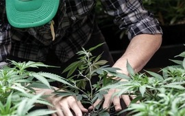 La variedad que se cultivar&aacute; es la sativa. (T&eacute;lam)