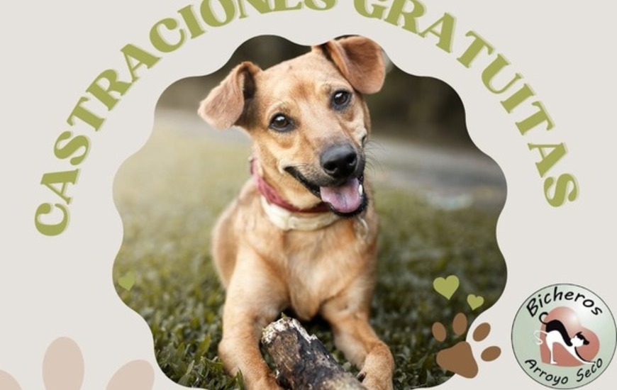 Imagen de Castraciones de perros y gatos