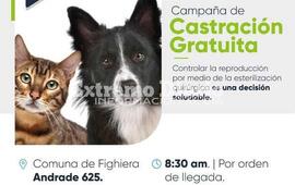 Imagen de Jornada de castraciones gratuitas en Fighiera