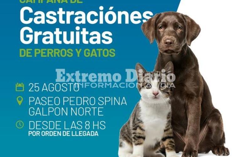 Imagen de Campaña de castraciones gratuitas de perros y gatos