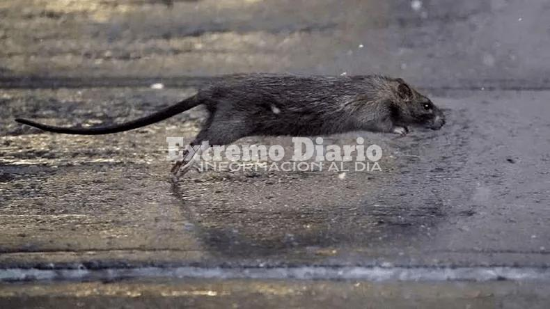 Imagen de Solicitan la desratizaci&oacute;n en la ruta N&deg;21