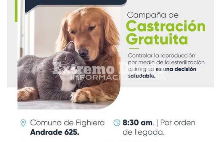 Imagen de Nueva campaña de castraciones en Fighiera