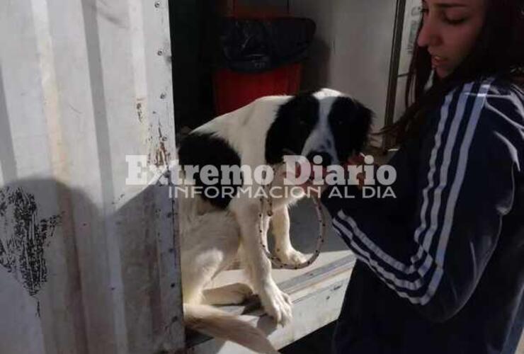Imagen de Jornada de castración de mascotas en Fighiera